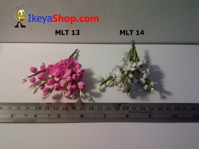 MLT 13 14  large2
